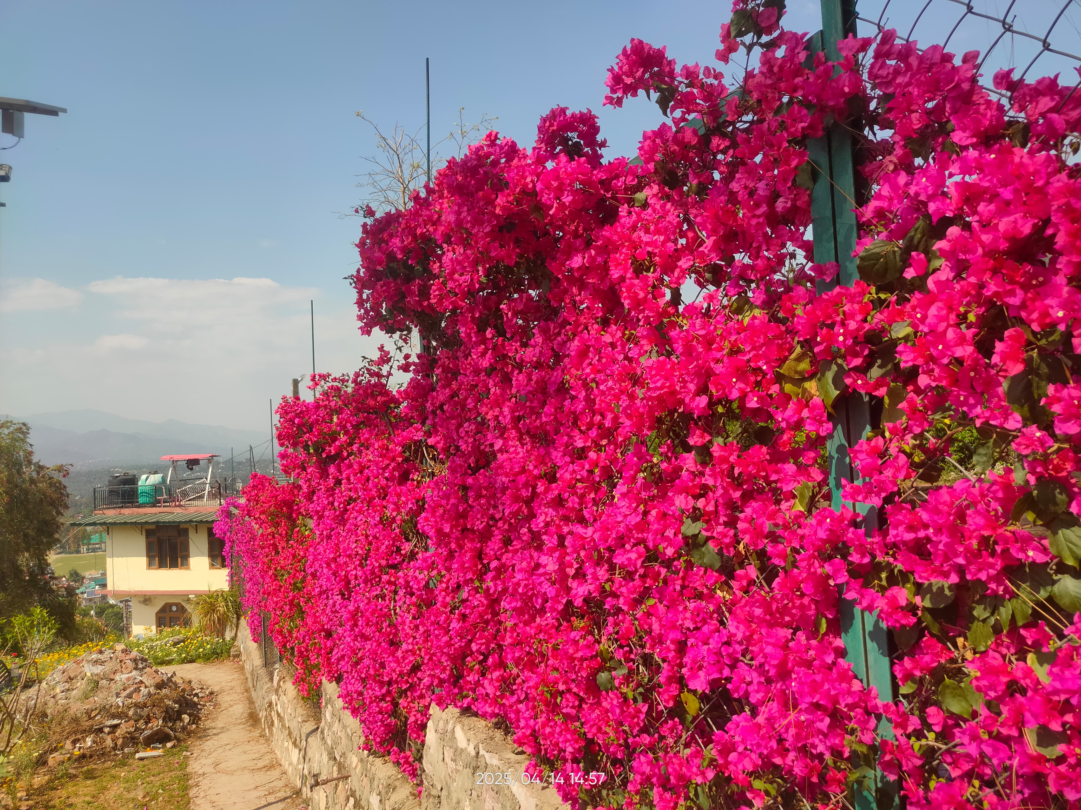 Flowers Blooming in Campus